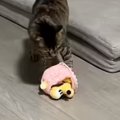 おもちゃで遊んでいた猫→突然ソファの上に移動したと思ったら…『予想…