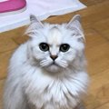 あなたの猫は大丈夫？愛猫が体験した『ストルバイト結石』治療までの…