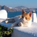 「美しいギリシャの島で、猫に囲まれて生活する」夢が現実になるかも！　…