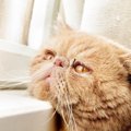 猫がため息を吐くのはどうして？５つの気持ち