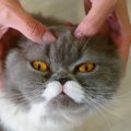 猫も肩こりになる？コリやすい体の場所と癒す方法