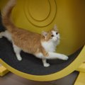 猫の『ガン発症リスク』を高める原因5つ　悪影響を及ぼす理由や見直すべき…
