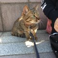 災害の時に意外と必要！猫にリードを慣らすにはどうしたらいい？