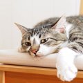 愛猫がはぁ～…『ため息』をつくのはどんなとき？3つのキモチ　落ち込んで…