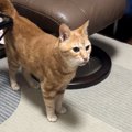 猫に『お母さんの声は聞こえるのにいないドッキリ』を仕掛けた結果…涙…