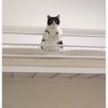 猫がじーっと見下ろしてきたと思ったら、次の瞬間…とんでもなく『可愛…