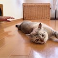 くつろいでいる猫→後ろの穴から出てきた『手』に気が付くと…可愛すぎるリ…
