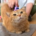 珍しくパパが『猫のブラッシング』した結果…ママの時とは違いすぎた『…