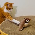 鳥のおもちゃを見つめる猫→次の瞬間……予想と違う『優しすぎる遊び方』…