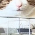 保護猫をお迎えして1日目→表情を見てみたら…ずっと前からいました感の…