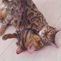 ヤンチャ！テトさんの子猫時代