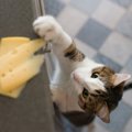 猫の『好きな食べ物』はなに？代表的な4つの食べ物と与える際の注意点