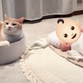 猫がいるお家に『赤ちゃん』がやってきた結果→初めは警戒していたけど…少…