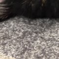 ペットシッターから送られてきた『愛猫の様子』を見てみたら…「撮影もプロ…
