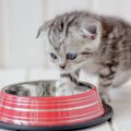 なぜ？！猫が自分のごはんに『猫パンチ』する理由５つ