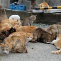 猫好きには楽園間違いなしの『猫島』3選　猫たちに会いにいくときのマ…