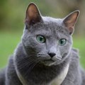 愛猫をスターにする方法３つ