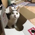 実は買う必要がない『猫用グッズ』３つ