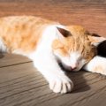 猫が『認知症』になったときの症状4つ　進行を遅らせるためにできるこ…