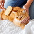 猫のお手入れはどこをすればいい？方法やチェック点をご紹介！