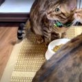 保護猫さんに再会！飼い主さんの実家に到着した猫ちゃんたち♡