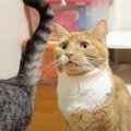 妹猫の『お尻のニオイを嗅いだ猫』の反応…まさかの"顔"が面…