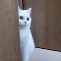 猫vs飼い主、夜の大運動会対決！