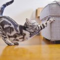 猫にとって欠かせない『ナイトルーティン』3選　不思議な行動に隠され…