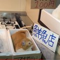 商品は大きな魚と猫ちゃんたち！？猫ちゃんの鮮魚店が開店♡