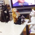 猫2匹に『歌って踊るぬいぐるみ』を見せたら…シュールすぎる光景に爆…