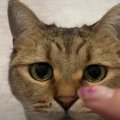 鼻くそ付き？！なかなか取らせてくれない猫ちゃん