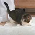 謎の物体を発見！？カーペットをホリホリする猫ちゃん