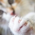 猫に『引っ掻かれがちな人』に当てはまる特徴5選　なぜあなただけ？見直し…