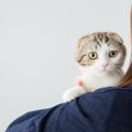 猫に「良い事・悪い事」を理解してもらうための3つのテク