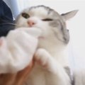 歯磨きシートで猫たちのお口をリフレッシュ♪