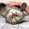大好きなお父さんが長期不在→ふだんは“しっかり者”のお姉ちゃん猫が…不満…