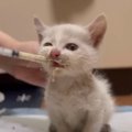『ゴミ置き場に１匹でいた子猫』を保護した結果…思わぬ展開に涙が止ま…