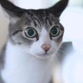 不穏な空気は読む？読まない？猫ちゃんたちのエアリード事情