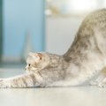 猫とヨガをした時の効果や体験できる教室、注意点やマナーまで