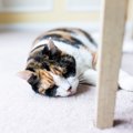 猫が『ゴロゴロ言わなくなった』理由3選　ちょっと心配な不調のサイン…