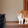 病院に連行され、不安そうに鳴きまくる元野良猫→先生を前にした瞬間……