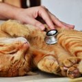 猫が貧血になった時の症状8つと対処法