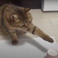 『こっちにゃ？！』猫ちゃんと一緒に“おやつ当てゲーム”♡