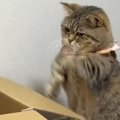 ダンボールの『フタ部分』を使って、猫が……可愛すぎる『遊び方』に２…