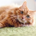 猫の『目の様子』でわかる５つの気持ち