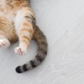 猫の『しっぽを踏んでしまった』…起こり得る危険3つ　受診すべきとき…