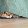 猫も「うつ病」になる？うつ状態の猫が示す兆候と対処法について