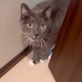 猫が『5ヶ月ぶりに帰宅した家族』を見たら…"気付いた瞬間の行動&…