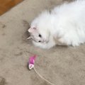 おもちゃで遊ぶ猫→ママに褒めてほしくて……あまりにも尊い『健気な行動』に…