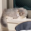 窓辺でまったりと寝そべっていた子猫→自分のしっぽを見ると……可愛すぎる行…